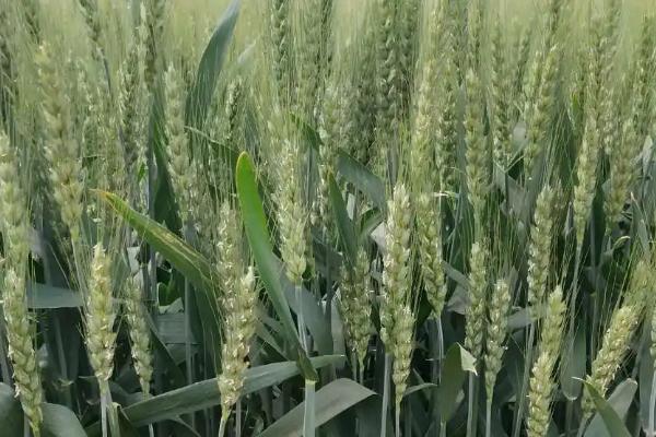 盛麦源3268小麦种子简介，半冬性品种