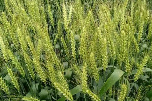 周群9号小麦品种的特性，半冬性品种