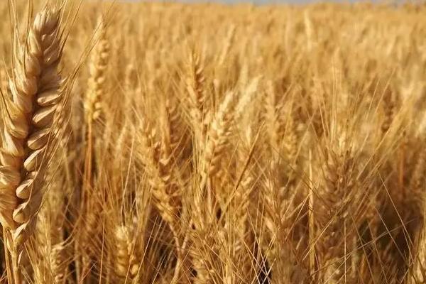 新育183小麦种子特点，每亩适宜基本苗18～22万