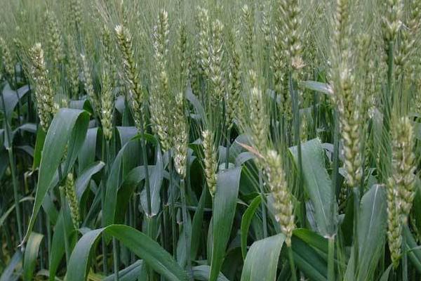 安麦19小麦种子简介，每亩适宜基本苗18～22万