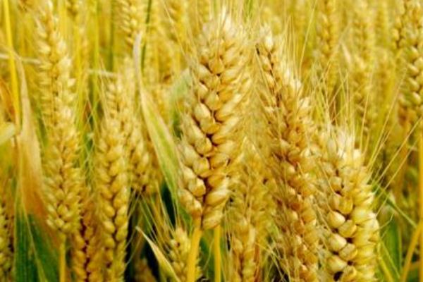 金满粮1号小麦种子特征特性，半冬性品种