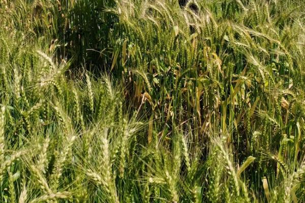 金满粮1号小麦种子特征特性，半冬性品种