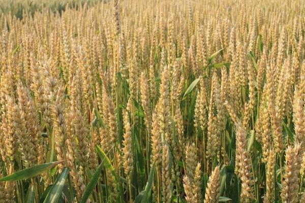 郑麦518小麦种子介绍，适宜播种期10月上中旬