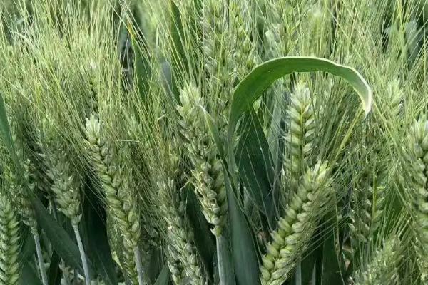 郑麦518小麦种子介绍，适宜播种期10月上中旬