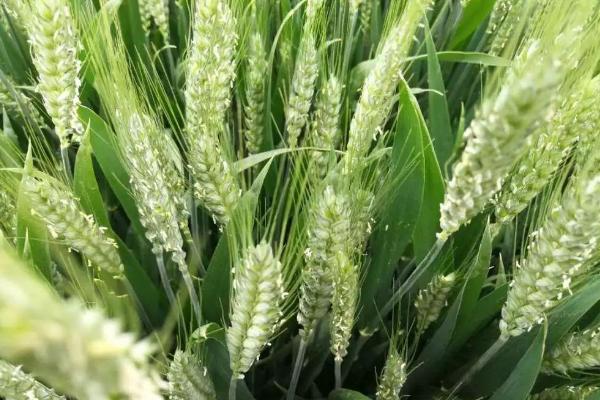 偃高162小麦种子特点，半冬性品种