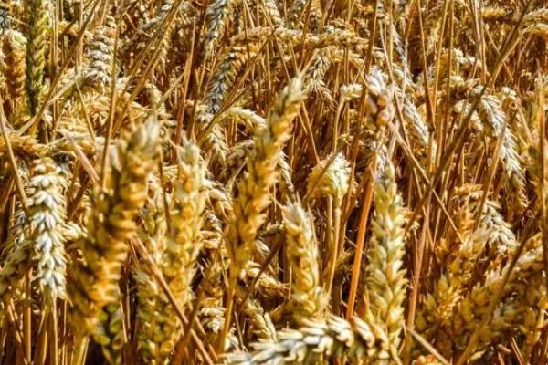 国台麦1号小麦种子介绍，弱春性品种