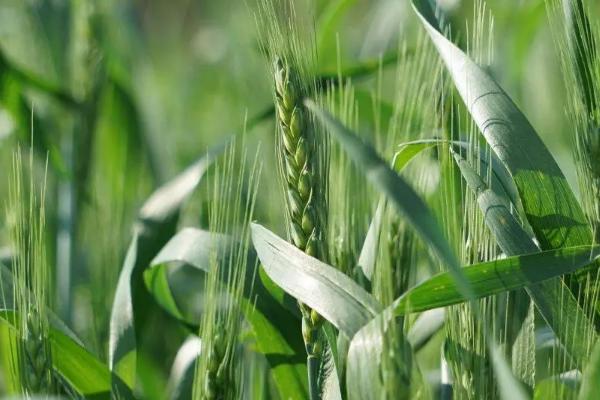 国台麦1号小麦种子介绍，弱春性品种