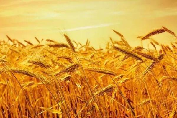 泛麦28小麦种子特点，每亩适宜基本苗15～22万