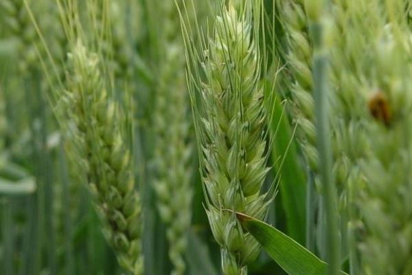 鄈麦1号小麦品种的特性，适宜播种期10月上中旬