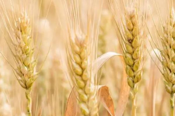 鄈麦1号小麦品种的特性，适宜播种期10月上中旬