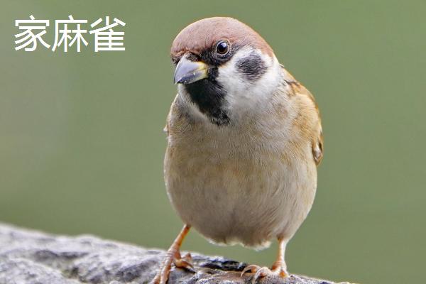 麻雀有哪些品种，树麻雀、山麻雀、家麻雀等品种较常见