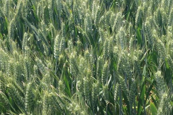 华麦1820小麦种简介，小穗着生密度中等