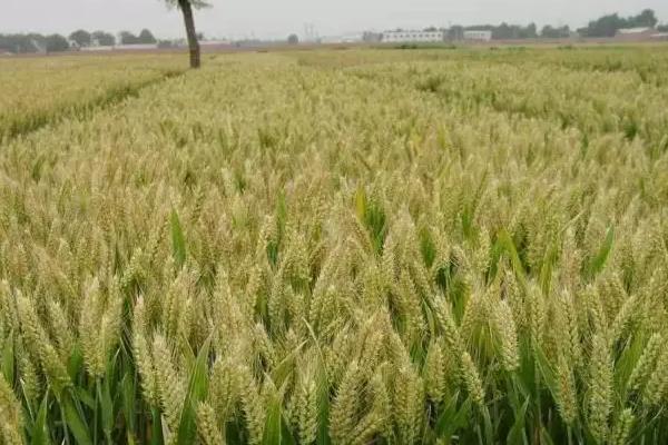 华麦1820小麦种简介，小穗着生密度中等