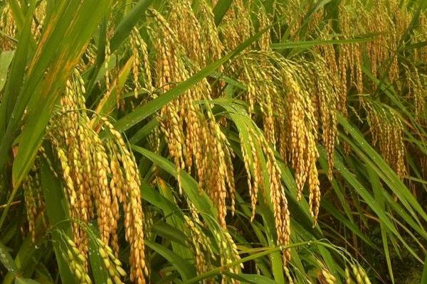 糯两优564水稻品种的特性，播种前宜用咪鲜胺浸种