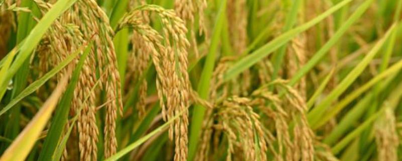 泰优98水稻种子特征特性，晚造全生育期108～111天