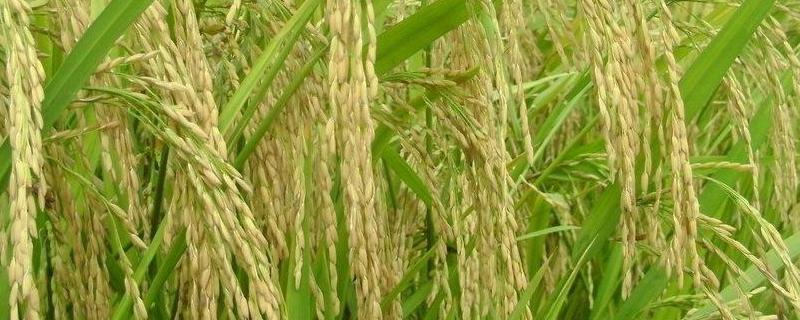金恒优金桂丝苗水稻种子特征特性，注意防治稻瘟病和白叶枯病