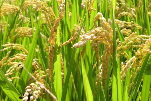 柳丰占2号水稻种子介绍，感温籼型常规稻品种