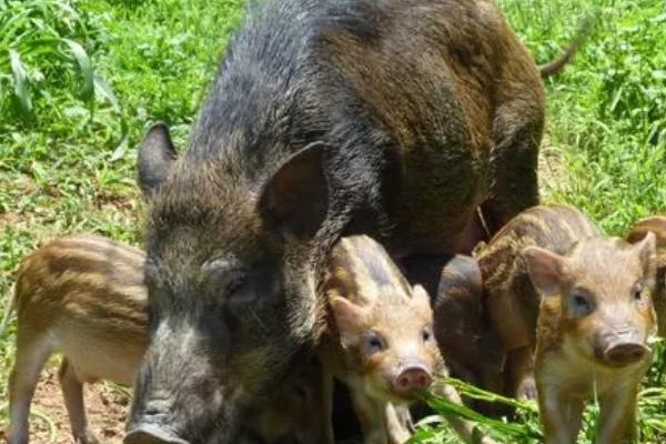 母野猪如何选种，母性强、吃食快、精神好、无流产记录的母猪适合作为种猪