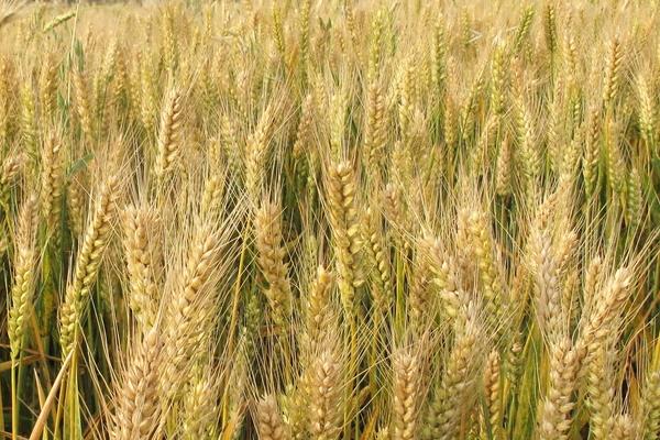 川麦1313小麦品种的特性，10月下旬至11月上旬播种