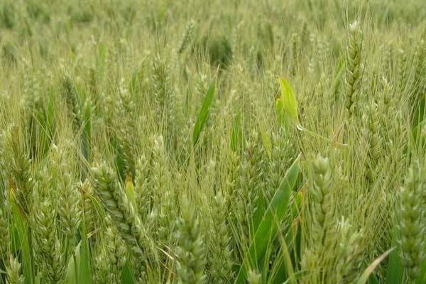 川麦1313小麦品种的特性，10月下旬至11月上旬播种