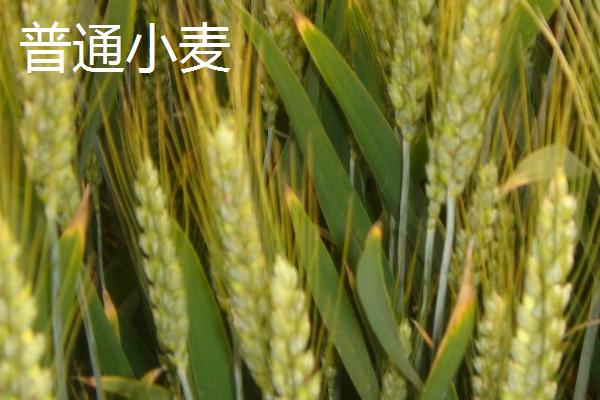 杜兰小麦和普通小麦的区别，品种、产地、硬度和用途均不同