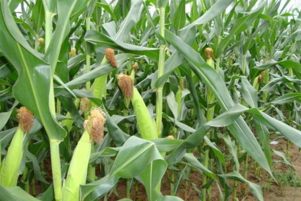 丰鼎478玉米种子特征特性，适宜播期4月下旬至5月上旬