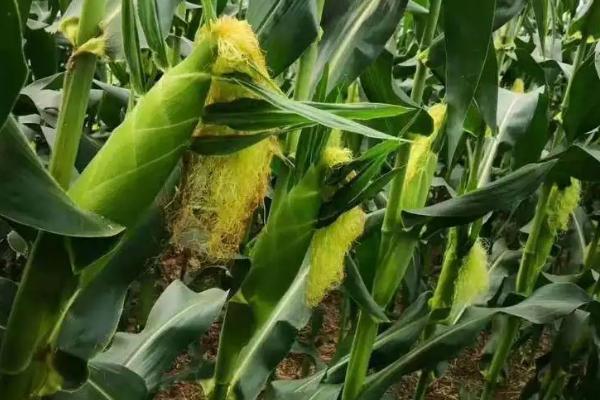 科沃0923玉米种子特征特性，适宜播期4月下旬至5月上旬