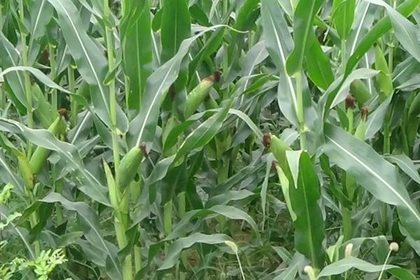 丰鼎478玉米种子特征特性，适宜播期4月下旬至5月上旬