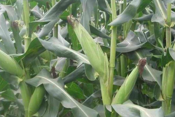 科华272玉米种子介绍，注意防治玉米螟