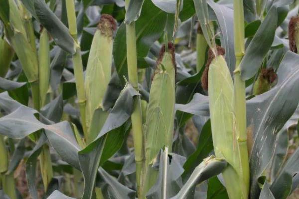 太玉7899玉米品种简介，注意防治地下害虫和玉米螟