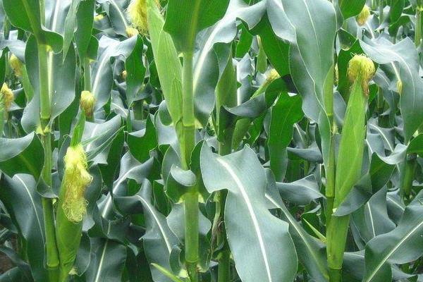 太玉7899玉米品种简介，注意防治地下害虫和玉米螟