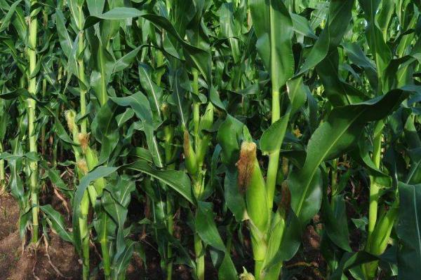 恒科12玉米种子特点，注意防治玉米螟