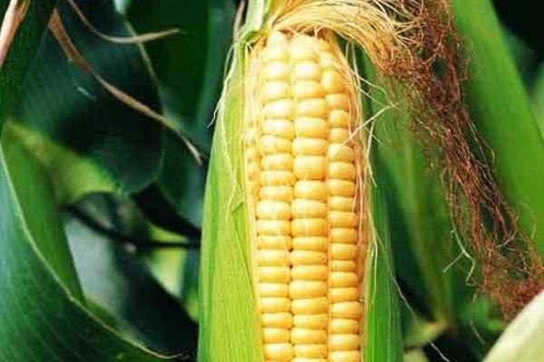 荣育359玉米品种的特性，密度4500株/亩左右