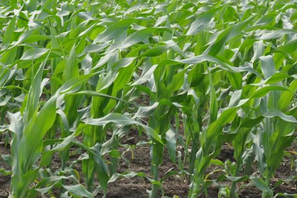 荣育359玉米品种的特性，密度4500株/亩左右