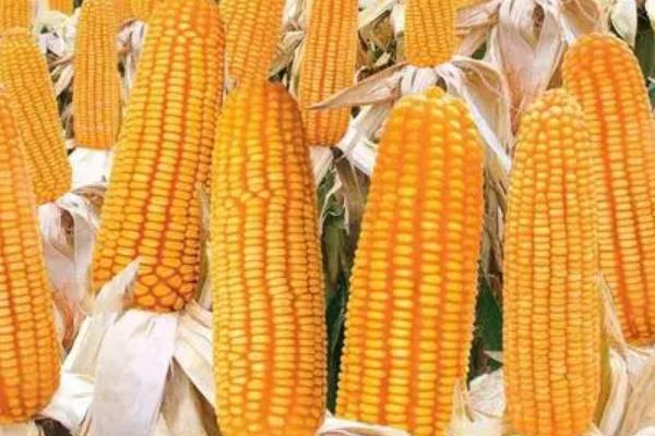 百禾嘉3778玉米种子特征特性，密度4000株/亩左右