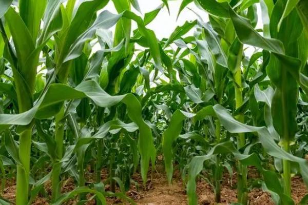 GL219玉米品种的特性，适宜在肥力中上等的地块种植