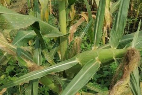 GL219玉米品种的特性，适宜在肥力中上等的地块种植