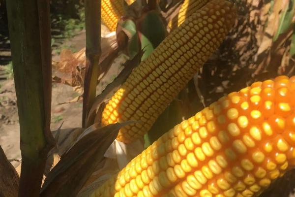 龙雨88玉米品种的特性，中等肥力以上地块栽培