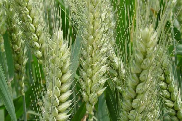 克春151185小麦种简介，该品种幼苗直立