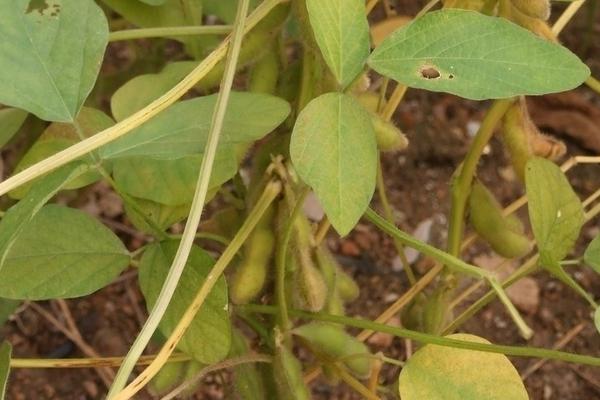 采梦毛豆5号大豆种子特征特性，特用大豆（鲜食品种）