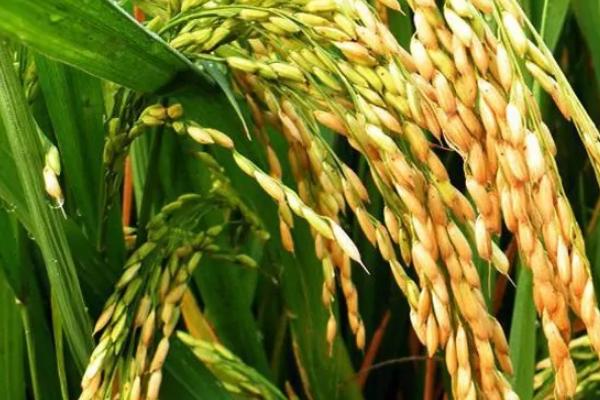 富粳15水稻种子介绍，普通粳稻品种