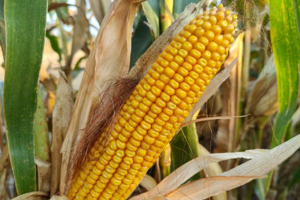 苏科玉024玉米品种的特性，赖氨酸0.29%适期播种
