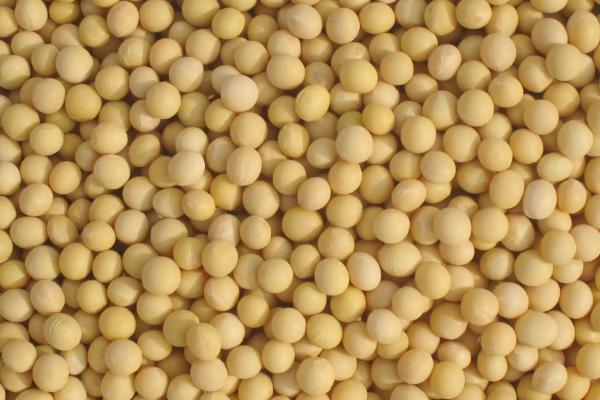 苏早3号大豆品种简介，地膜覆盖一般3月中下旬播种