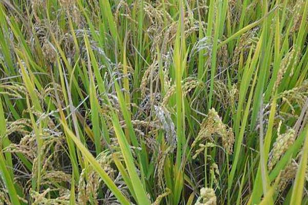 禾粳1号水稻种子简介，普通粳稻品种