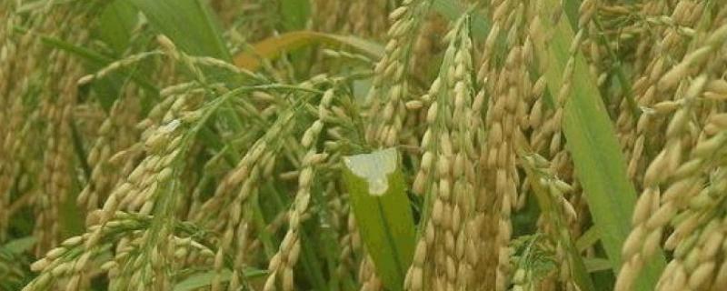 浙粳优3号水稻种简介，该品种植株较高