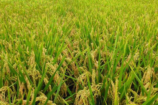 科两优122水稻种子特点，亩秧田播种量10-15千克