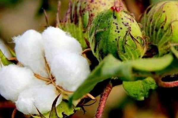 豫棉703棉花种简介，转单价抗虫基因常规夏棉品种