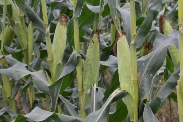 金糯168(区试名称：168)玉米种子特点，播种至鲜穗采收期为100天