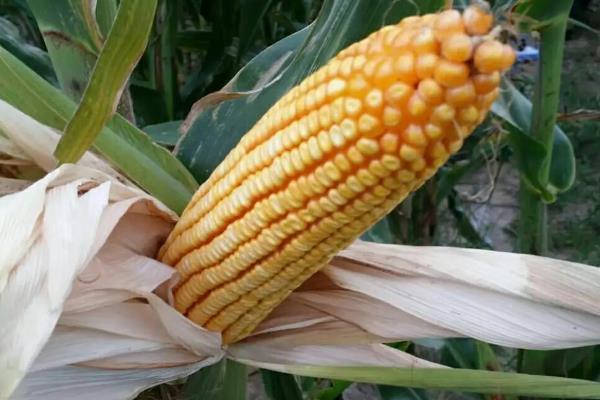 金糯168(区试名称：168)玉米种子特点，播种至鲜穗采收期为100天