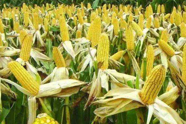 油青玉106(区试名称：油玉106)玉米品种简介，种植密度为4000株/亩左右
